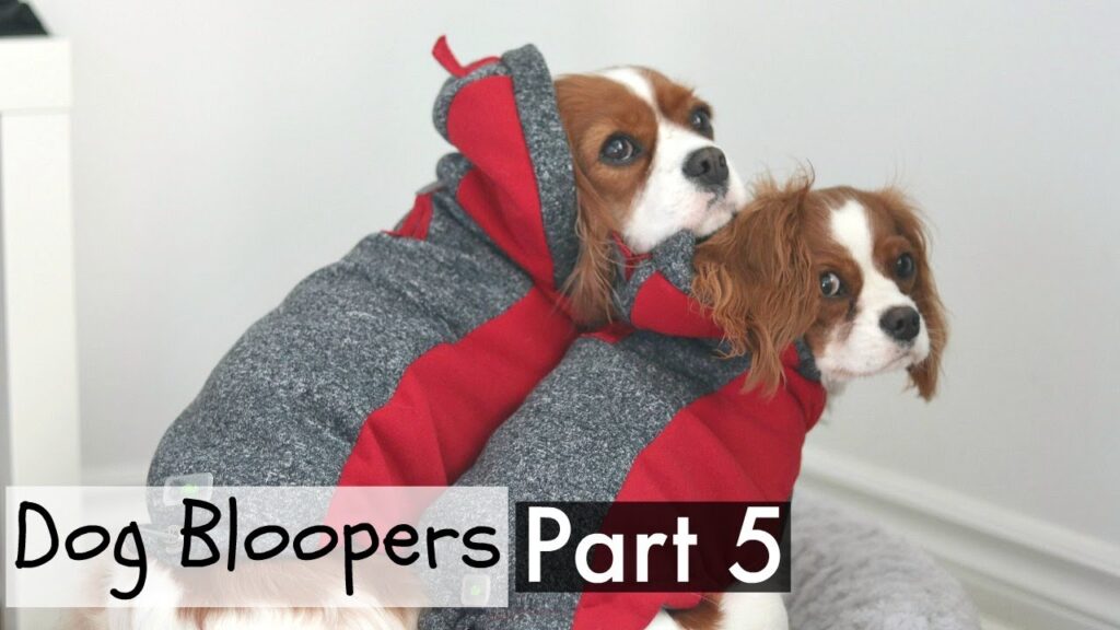 Two Cavalier King Charles Spaniels wearing red and gray hoodies sit against a white background. Text overlay reads "Dog Bloopers Part 5.