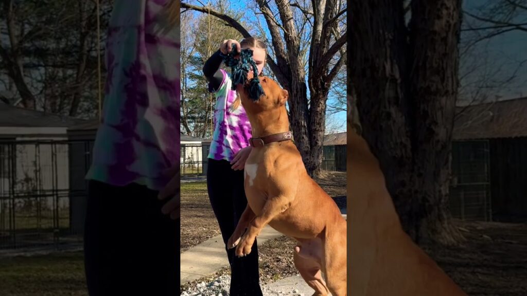 A person in a tie-dye shirt plays tug-of-war with a large brown dog in a yard. The dog stands on its hind legs, reaching for the toy in the person's hand. Trees and fence are visible in the background.