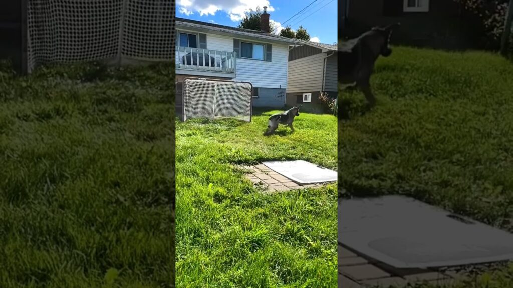 Goats playing in a grassy backyard with a house in the background. One goat is leaping, while the other stands near a mesh enclosure. It's a sunny day with some clouds in the sky.