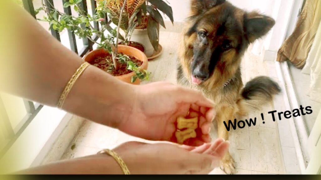 A German Shepherd eagerly watches a person holding dog treats in their hands. The person wears gold bracelets and stands by a potted plant on a balcony. The words "Wow! Treats" are written near the dog.