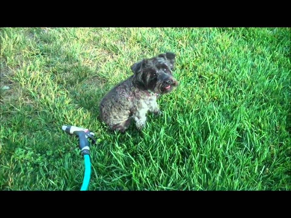 A small, wet dog with curly fur sits on lush green grass, looking up at the camera. A garden hose with a spray nozzle lies on the ground beside the dog.