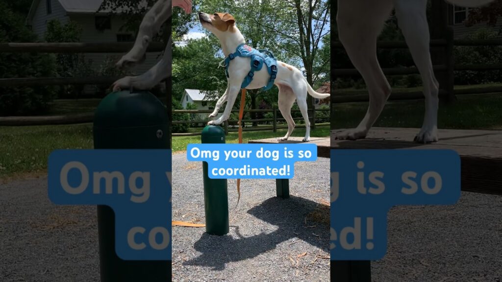 A dog in a blue harness stands on its back legs atop two small poles in a park. The background shows trees, a fence, and a bench. Text on the image reads, "Omg your dog is so coordinated!.