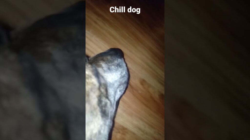 A close-up of a dog's face lying on a wooden floor. The text "Chill dog" is at the top of the image.