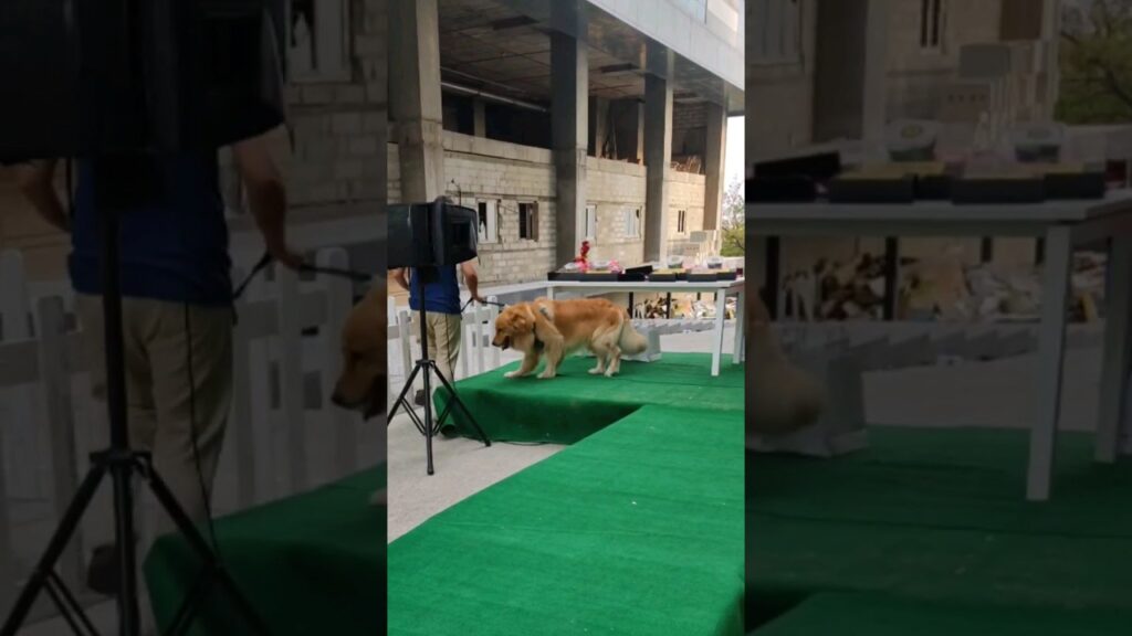 A golden retriever sits on a green carpeted stage in an outdoor setting, surrounded by a partially constructed building. Tables with items are placed on the stage, and a person stands nearby.