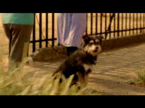 A small dog with black and tan fur stands on a sidewalk, looking towards the camera. The dog is attached to a leash held by a person in light-colored clothing, who is next to another person. A black metal fence lines the walkway.