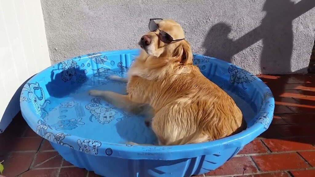 A golden retriever sits in a small blue kiddie pool, wearing sunglasses. The pool is filled with a little water, and the dog appears relaxed. The scene is set on a brick patio with sunlight casting shadows on the wall.