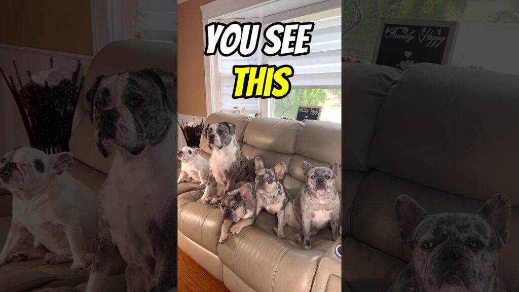 A group of five French Bulldogs sits on a beige couch in a living room. The largest dog is on the left, and four smaller ones are lined up beside it. Text above the dogs reads, "YOU SEE THIS." Bright daylight filters through a window behind them.