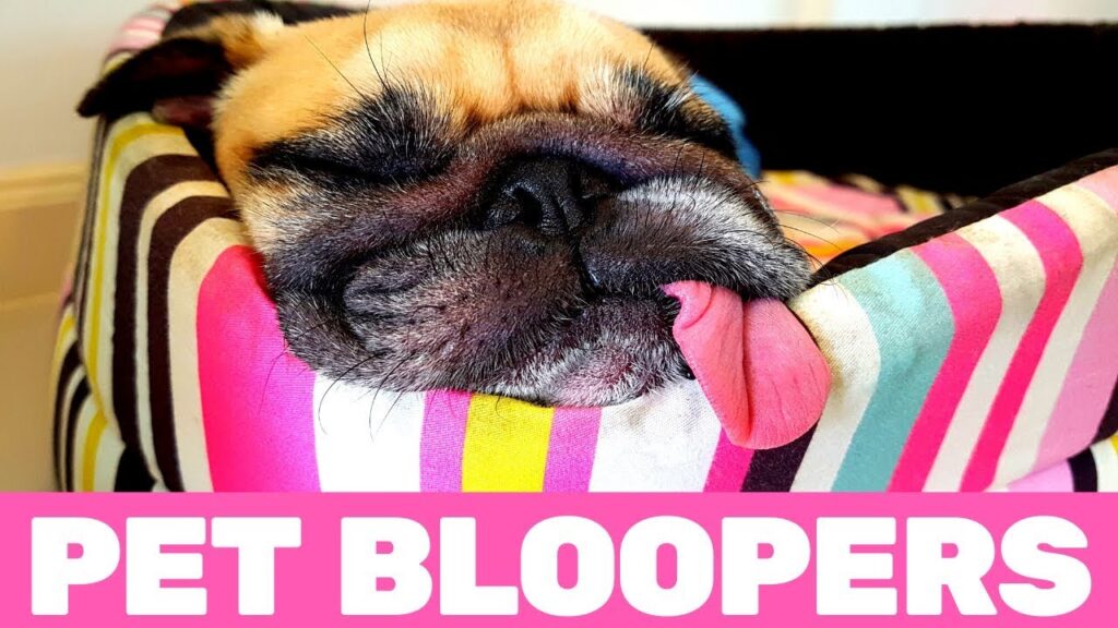 A sleeping pug with its tongue sticking out rests in a striped pet bed. The words "Pet Bloopers" are written in bold pink text at the bottom of the image.