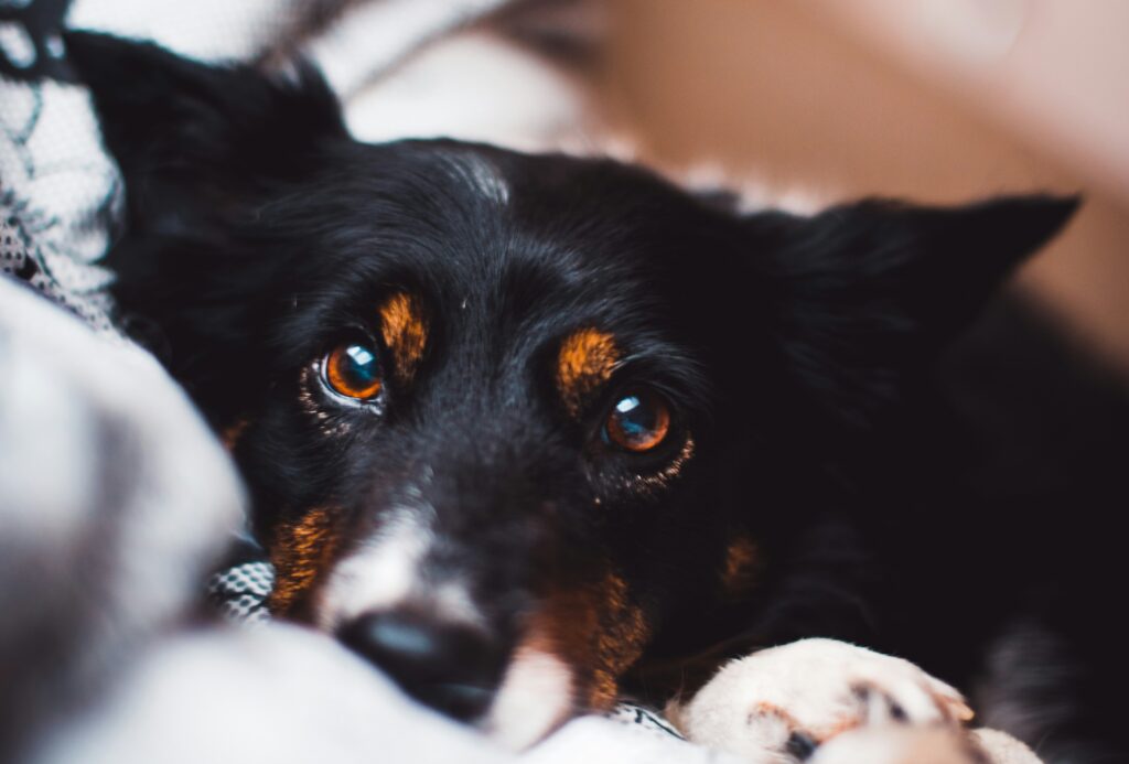 A close-up of a black and brown dog with soulful eyes, lying down and looking directly at the camera. The dog's head rests on a soft surface, partially covered by a blanket.