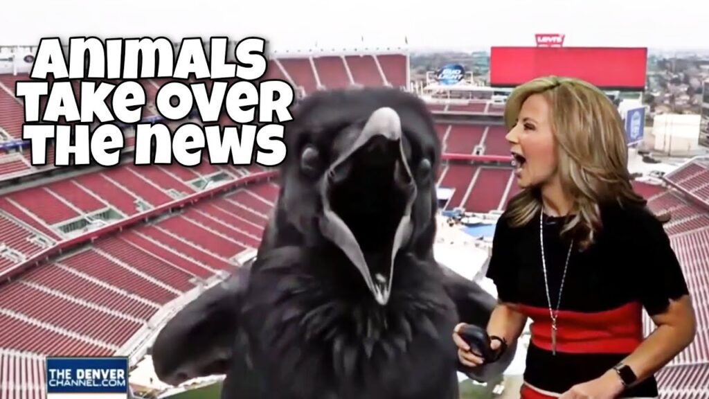 A news reporter appears surprised as a large crow is superimposed in front of a stadium backdrop. The text reads, "Animals Take Over the News.