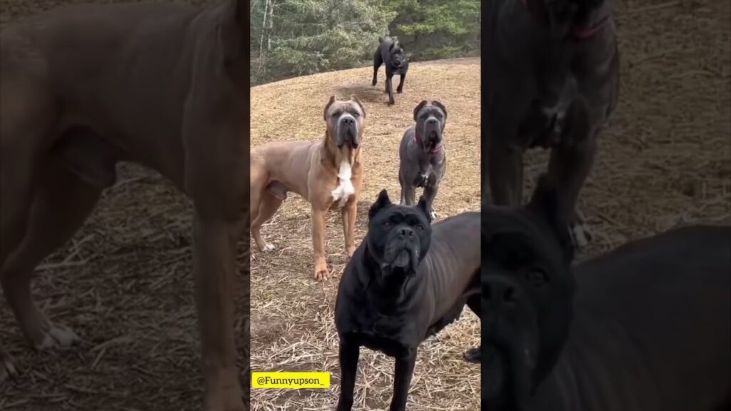 Four large dogs stand attentively on a grassy field. Three are closer, with one in the back. They are of different colors: brown, gray, and black. Trees are visible in the background.