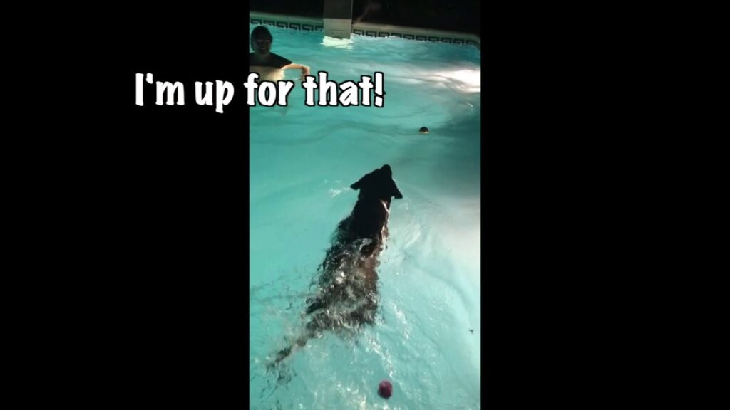 A dog swimming in a pool at night with a person visible nearby. A ball is floating on the water, and large text reads, "I'm up for that!.