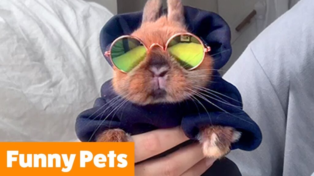 A small brown rabbit wearing round sunglasses and a dark hoodie is being held up by a person. The image is labeled "Funny Pets" in the bottom left corner with an orange background.