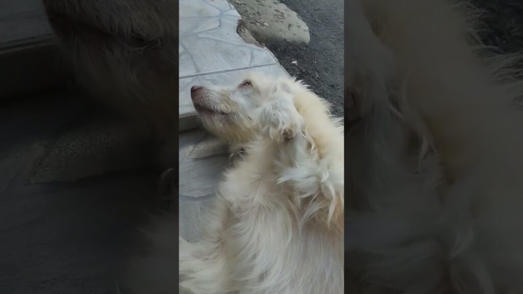 A fluffy, light-colored dog lying on its back on a tiled surface, seemingly relaxed and enjoying the moment. The background includes part of a paved sidewalk.