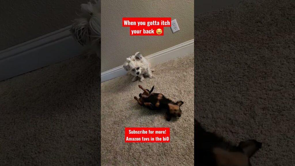 Two small dogs playing on a carpet. One dog is lying on its back, and the other is watching. Red text above reads, "When you gotta itch your back," with a grinning emoji. More red text encourages subscribing for more content.