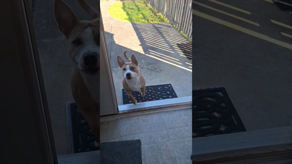 A brown and white dog standing on its hind legs, looking through a glass door from outside. The sun casts shadows on the concrete path and a grassy patch is visible at the top of the image. A welcome mat is on the ground in front of the door.