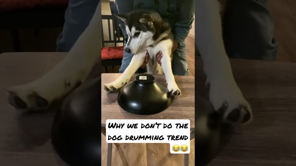 A person holds up a dog, positioning its paws on an upside-down bowl, simulating a drumming motion. Text on the image reads: "Why we don't do the dog drumming trend" with two laughing emojis.