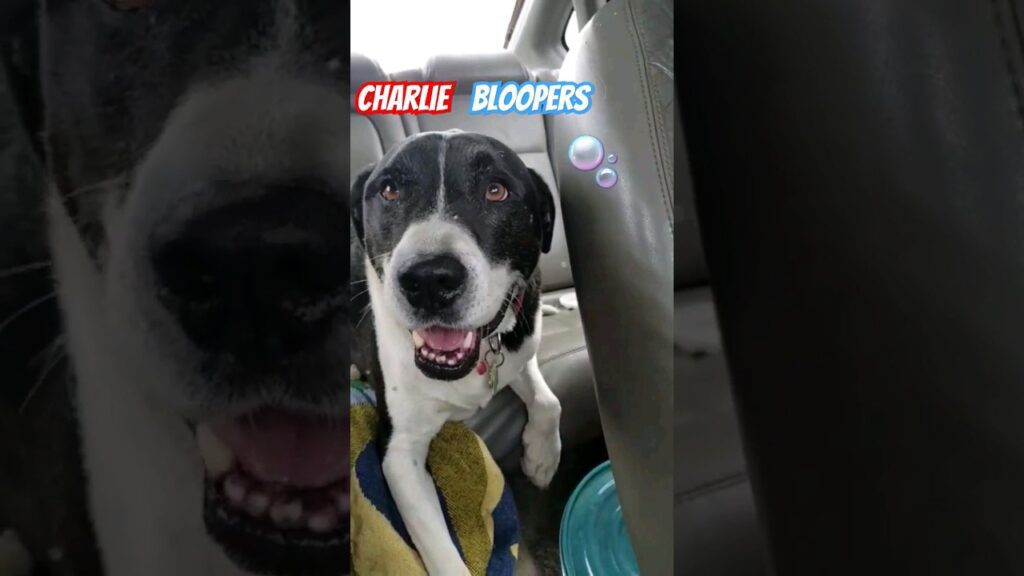 A black and white dog sits in the backseat of a car, looking towards the camera with a playful expression. The text "CHARLIE BLOOPERS" and bubbles appear above the dog's head.