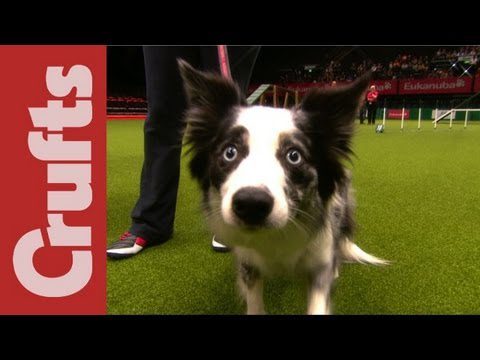 A black and white dog with blue eyes stands on a green field at an indoor event. The red "Crufts" logo is visible on the left side of the image. People and agility equipment are in the background.