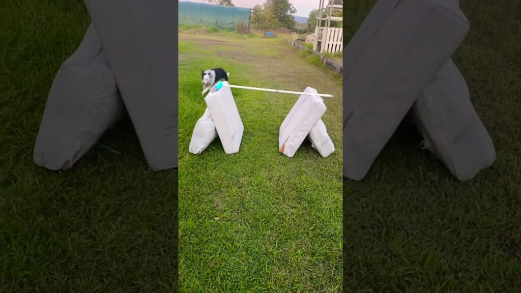 A dog is leaping over a makeshift agility hurdle made of two pillows and a stick in a grassy outdoor area. The dog appears focused and energetic.