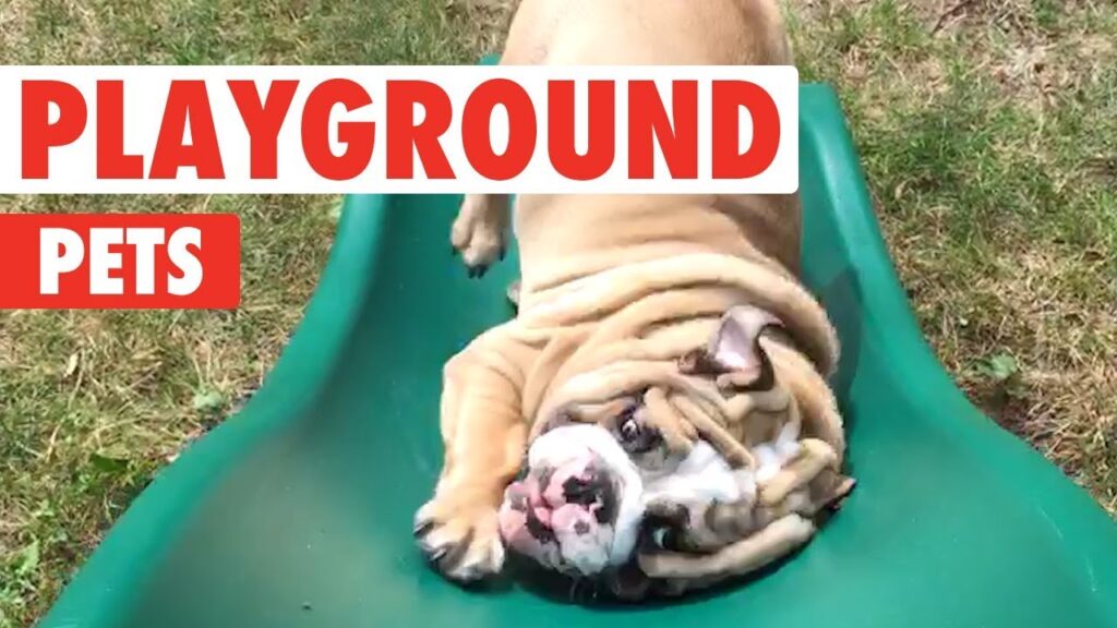 A bulldog playfully slides down a green playground slide, surrounded by grass. The image includes bold red text saying "PLAYGROUND PETS.