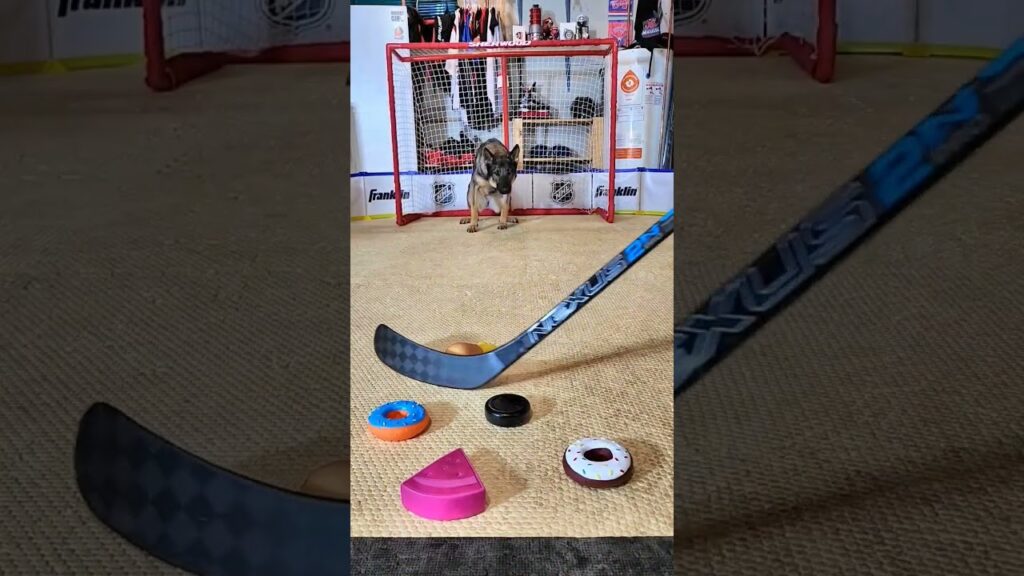 A small dog stands in front of a hockey net indoors, posing as a goalie. In the foreground, a hockey stick is aimed at various colorful objects resembling hockey pucks on the floor.