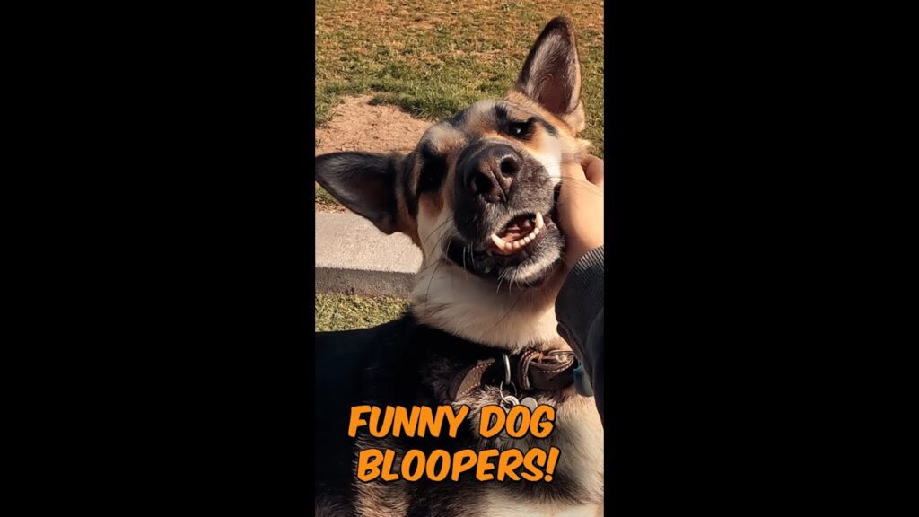 A happy dog with a playful expression sits outside on the grass. A hand is gently scratching its cheek. Text on the image reads "FUNNY DOG BLOOPERS!" in bold orange letters.