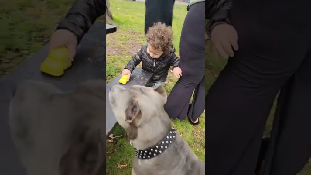 A child in a black jacket plays with a yellow toy at a park, standing beside an adult. A gray dog with a black studded collar looks on with interest. The scene is outdoors on a grassy area with some trees and a bench.