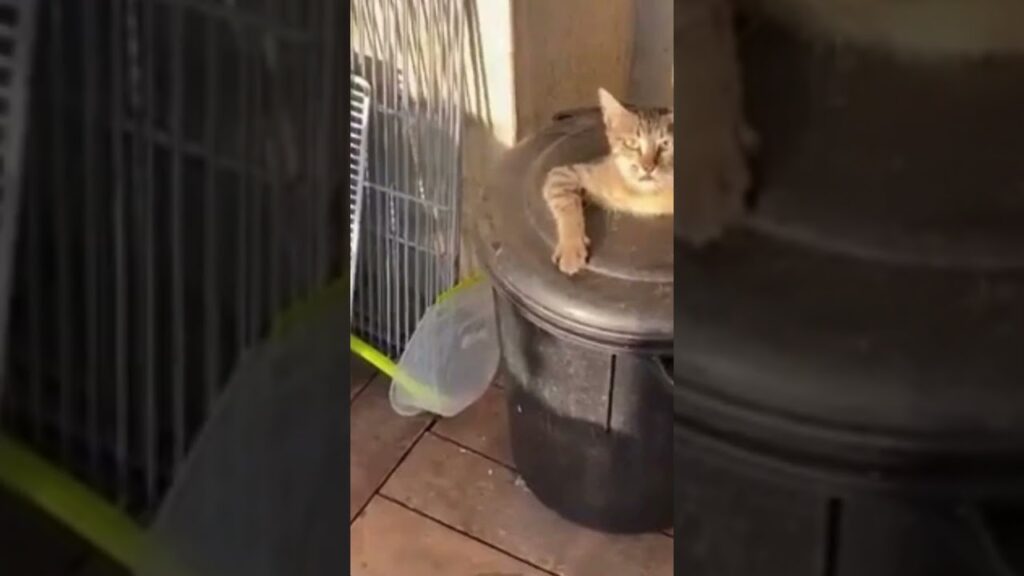 A cat is lounging inside a plastic trash bin with its head and one paw resting on the rim. The bin is placed on a tiled floor next to a wire rack. Light casts a shadow on the wall behind the cat.