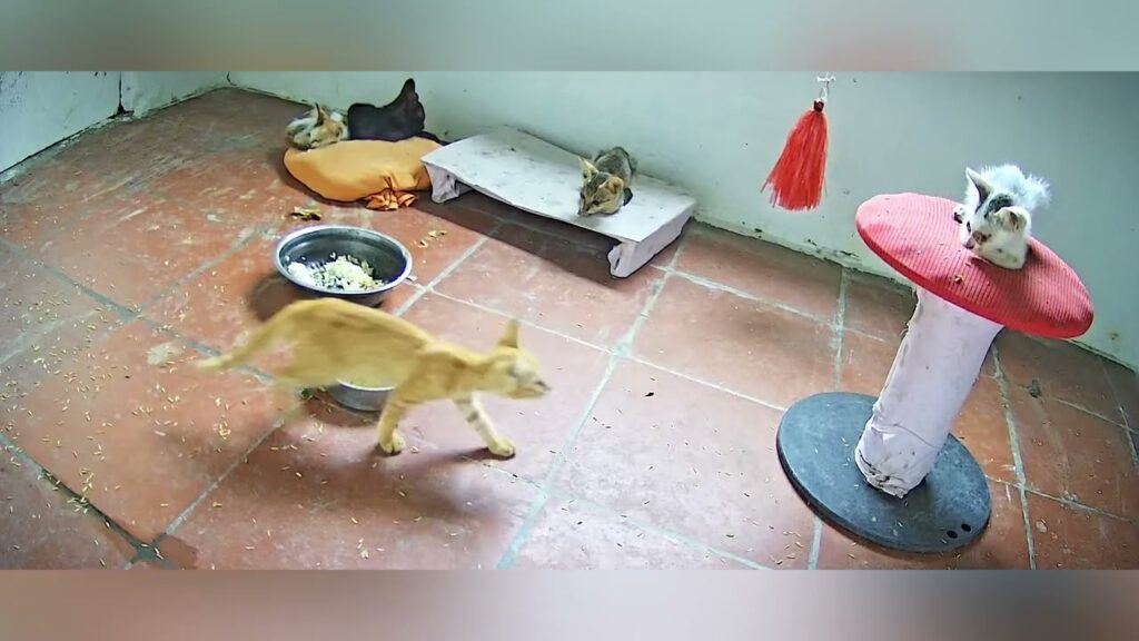 A room with four kittens: one playing on a red scratching post, another walking across a tiled floor, and two resting near a food bowl on a cushion and a small platform. The room has a simple, cozy setup.