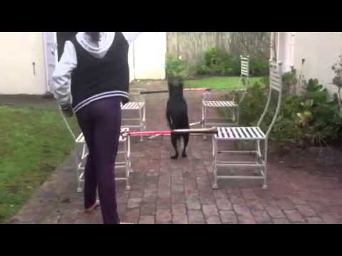 A person guides a black dog on its hind legs over a makeshift hurdle, made of poles resting on two chairs, in a brick-paved backyard.