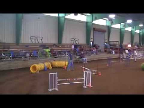 A dog agility course in an indoor arena features various obstacles such as tunnels and jumps. The sandy ground is surrounded by metal bleachers with a few spectators watching the event.