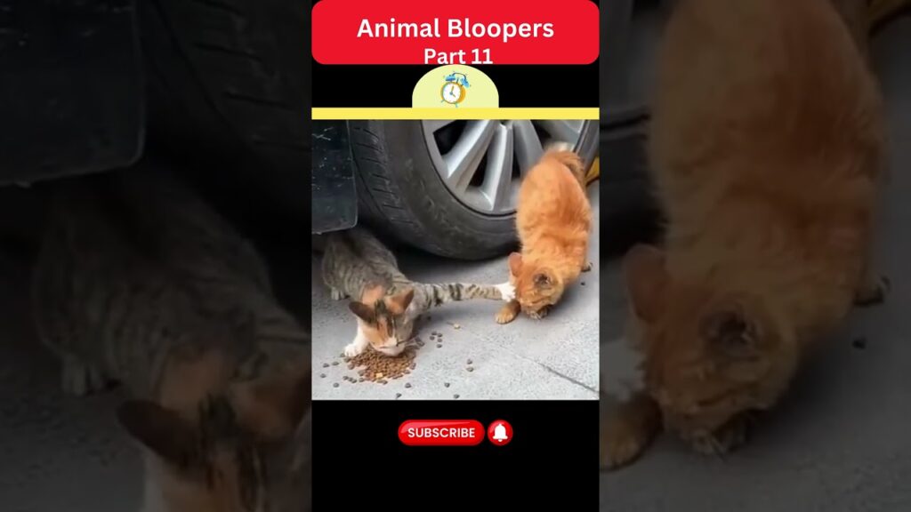 Two cats eating kibble near a car tire. One orange cat and one tabby are sharing the food on the ground. Another orange cat is approaching the scene. The image has a YouTube-style overlay with the title "Animal Bloopers Part 11.