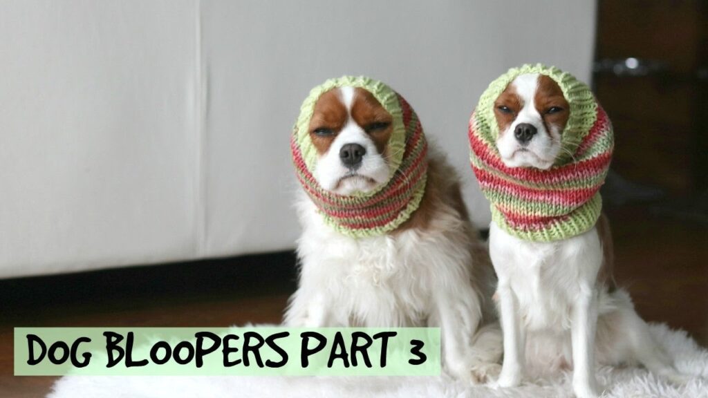 Two dogs wearing colorful knitted hats with their ears covered, sitting side by side in front of a white couch. Text on the image reads "Dog Bloopers Part 3.