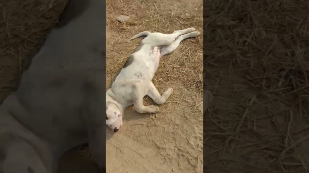 A white and brown dog lies on its side on a dirt surface with sparse patches of grass. Its eyes are closed, and it appears to be resting.