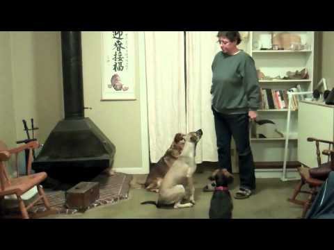 Person training three dogs in a living room with a wood stove, bookshelves, and rocking chairs in the background.