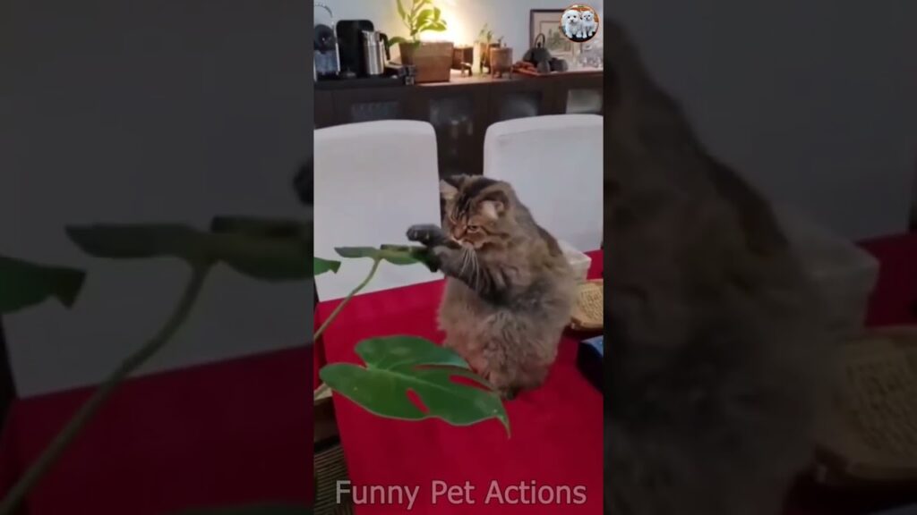 Fluffy cat sitting on a red tablecloth, playing with a green plant in a cozy room with a wooden cabinet in the background.