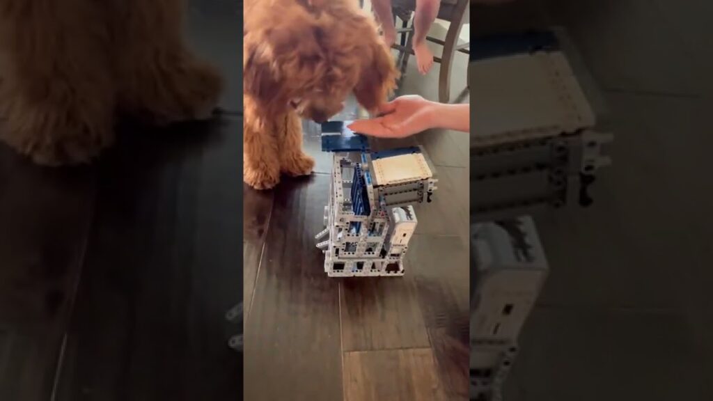 A brown dog sniffs a handheld treat above a gray robotic structure on a wooden floor.