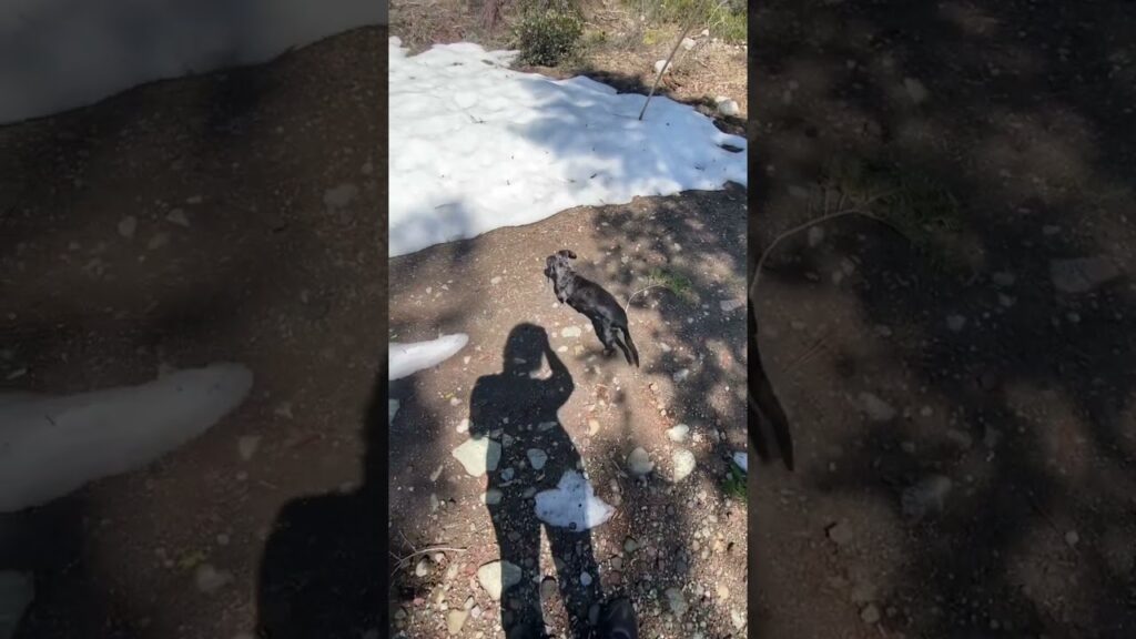 A person casts a shadow on a rocky ground while a black dog stands nearby. In the background, patches of snow cover parts of the ground with trees and bushes surrounding the area.