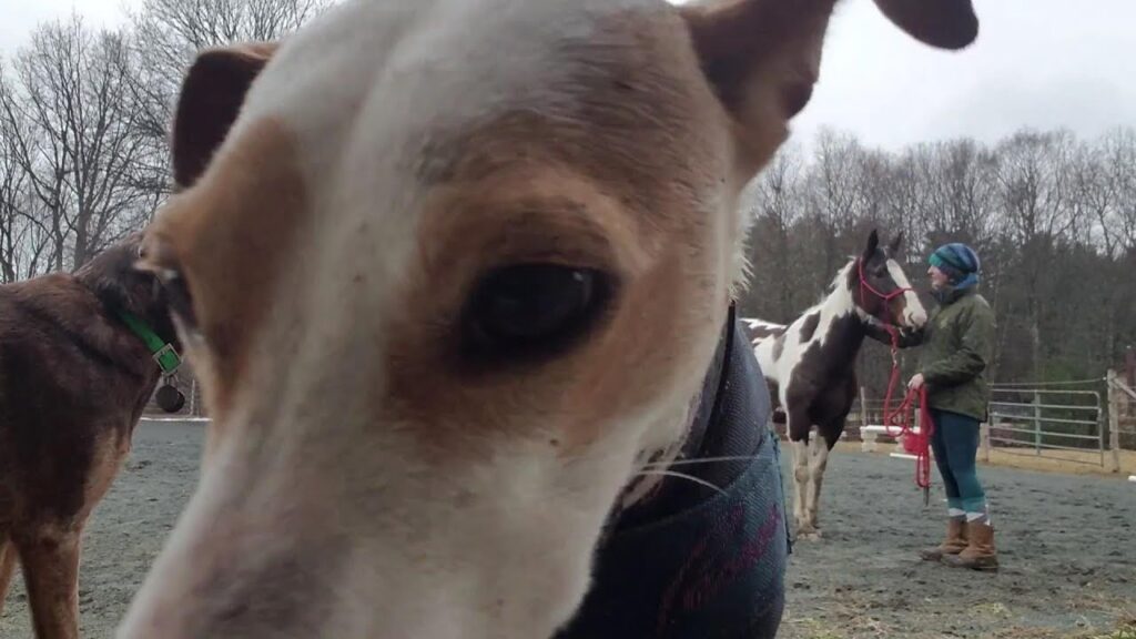 A curious dog with white and brown fur is looking closely at the camera. Another dog is to the left. In the background, a person in winter clothing leads a horse on a leash in an outdoor area surrounded by trees.