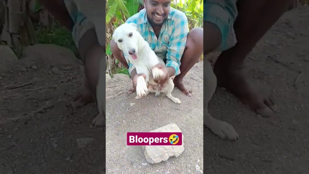 A person in a blue plaid shirt is playfully interacting with a happy white dog outdoors. A rock lies on the ground in front of them. The caption "Bloopers" with a laughing emoji is overlaid on the image.