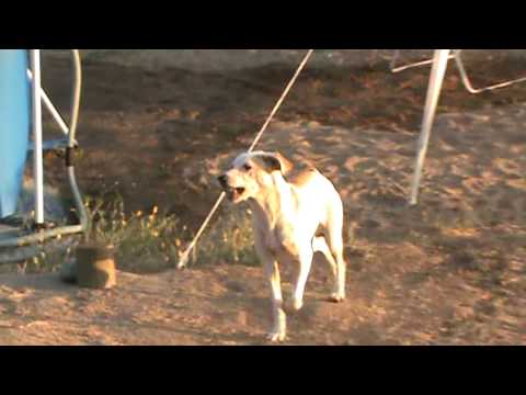 A brown and white dog stands on a dirt path in an outdoor setting. The dog appears to be barking, with its mouth open. In the background, there is a blue structure and some ropes. The ground is uneven, with some grass and scattered items.