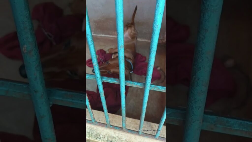 A dog wearing a red harness is lying down on a red blanket inside a kennel with blue bars.