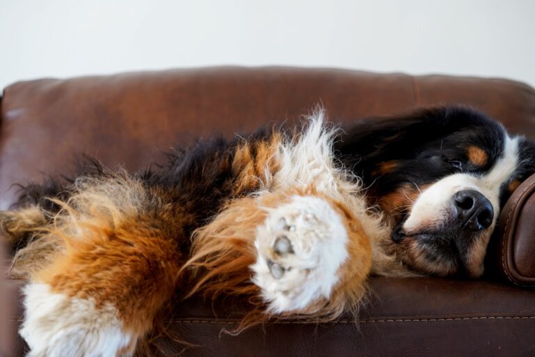 Saint Bernard Puppy Makes Feelings About ‘No Sofa Rule’ Abundantly Clear