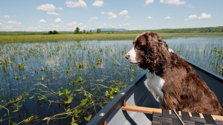 Algal blooms can be toxic for dogs. Here’s how to keep them safe when swimming