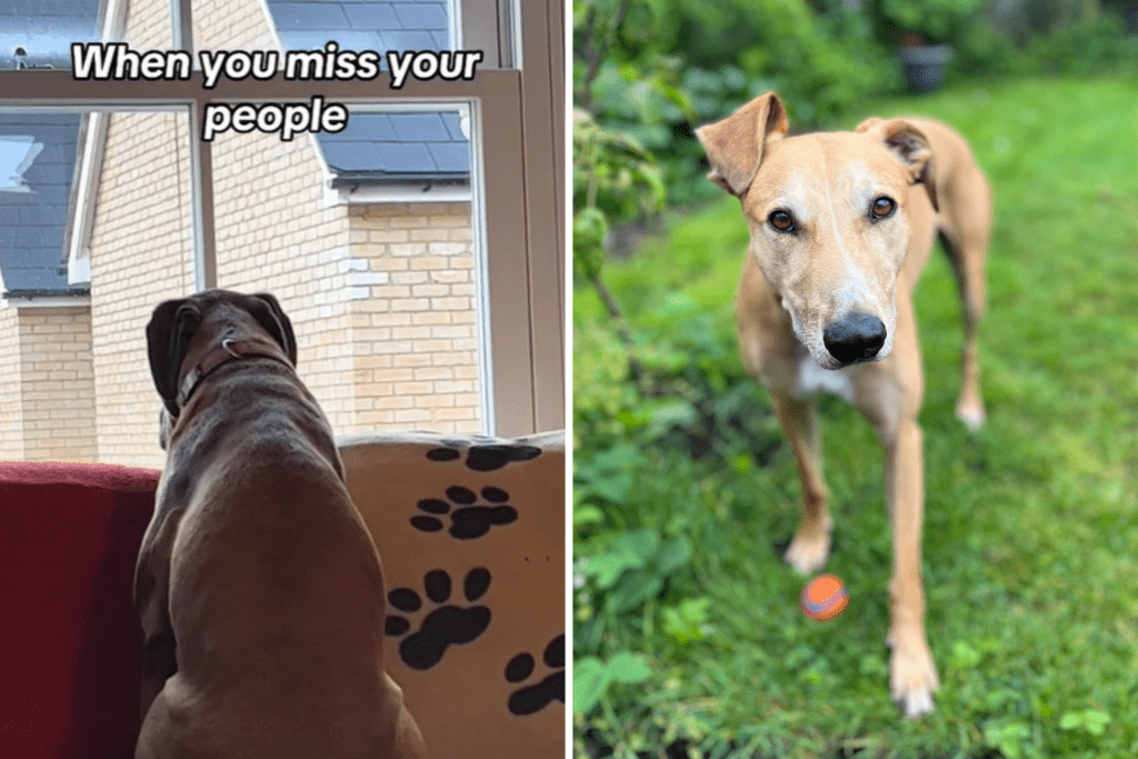 Dog’s Heartbreaking Reaction When Owner Goes Out Caught on Camera