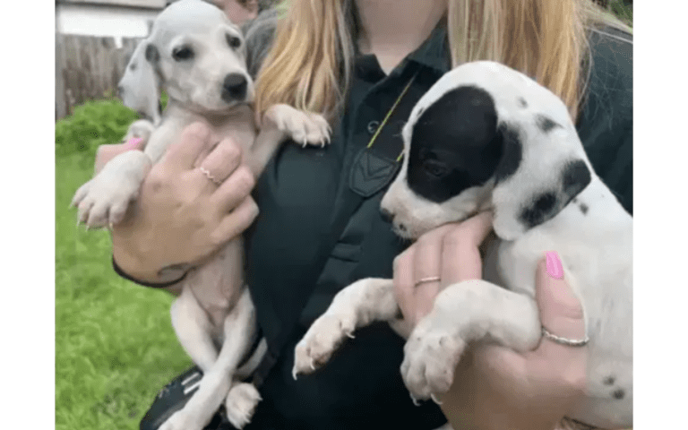 ⁠Dozens of Puppies Rescued as Woman Charged With Animal Cruelty