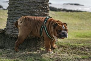 A brown bulldog wearing a green-striped harness stands next to a tree trunk on a grassy field with a rocky, blurry background.