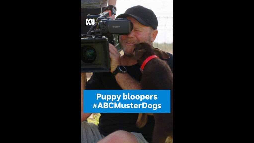 A person smiling at a camera is being licked by a playful puppy wearing a red collar. Text on the image reads "Puppy bloopers #ABCMusterDogs" with a TV camera and logo nearby.