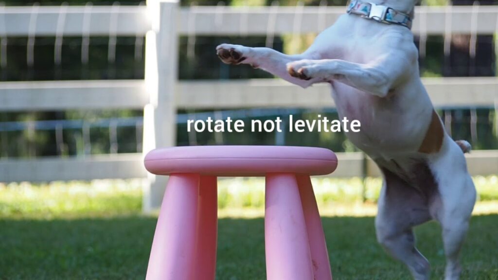 Dog jumping over a pink stool in a grassy area with a fence in the background. Text on the image reads, "rotate not levitate.